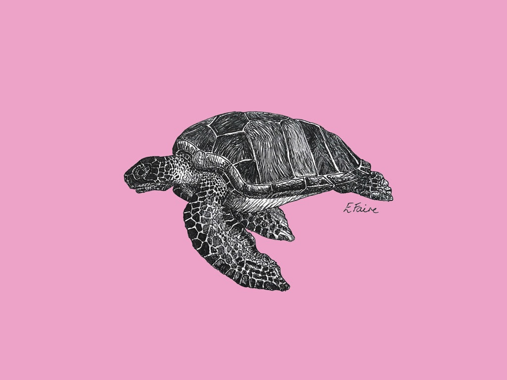 'Terry' Turtle Postcards - Neon