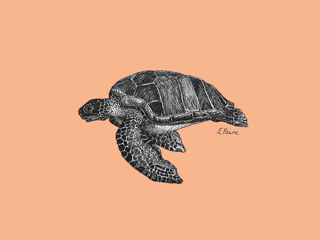 'Terry' Turtle Postcards - Neon