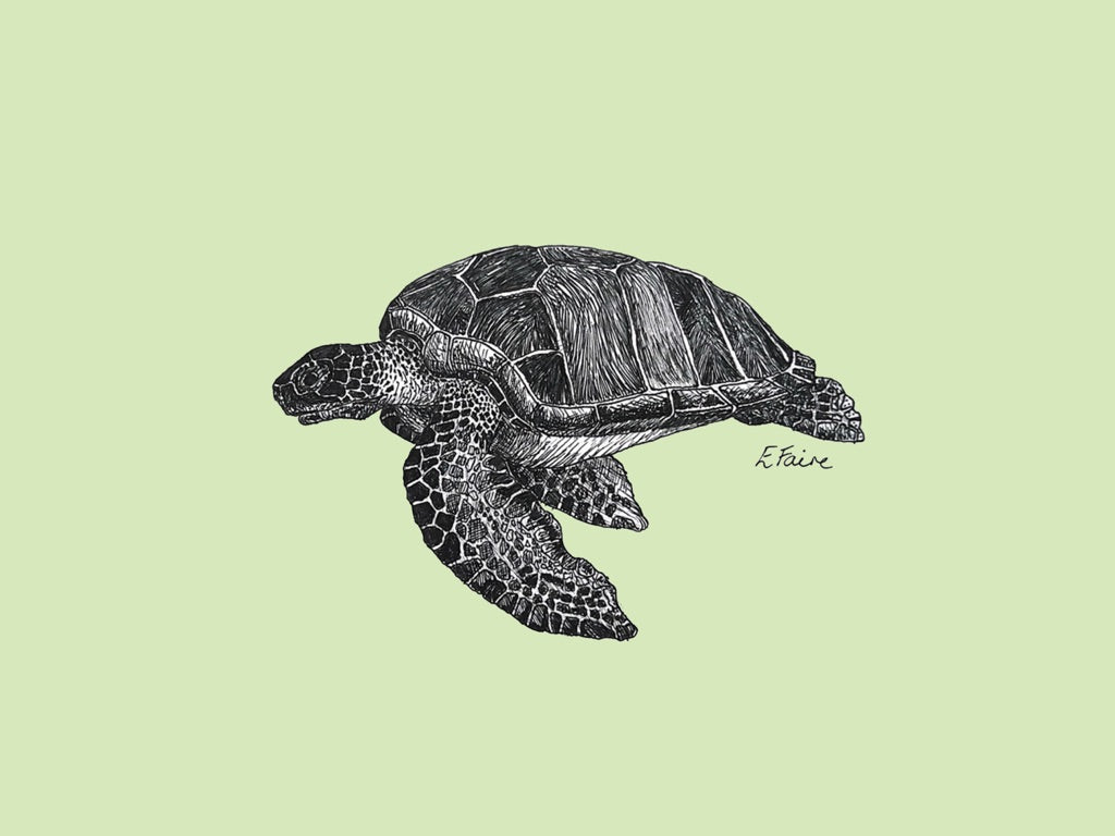 'Terry' Turtle Postcards - Pastel