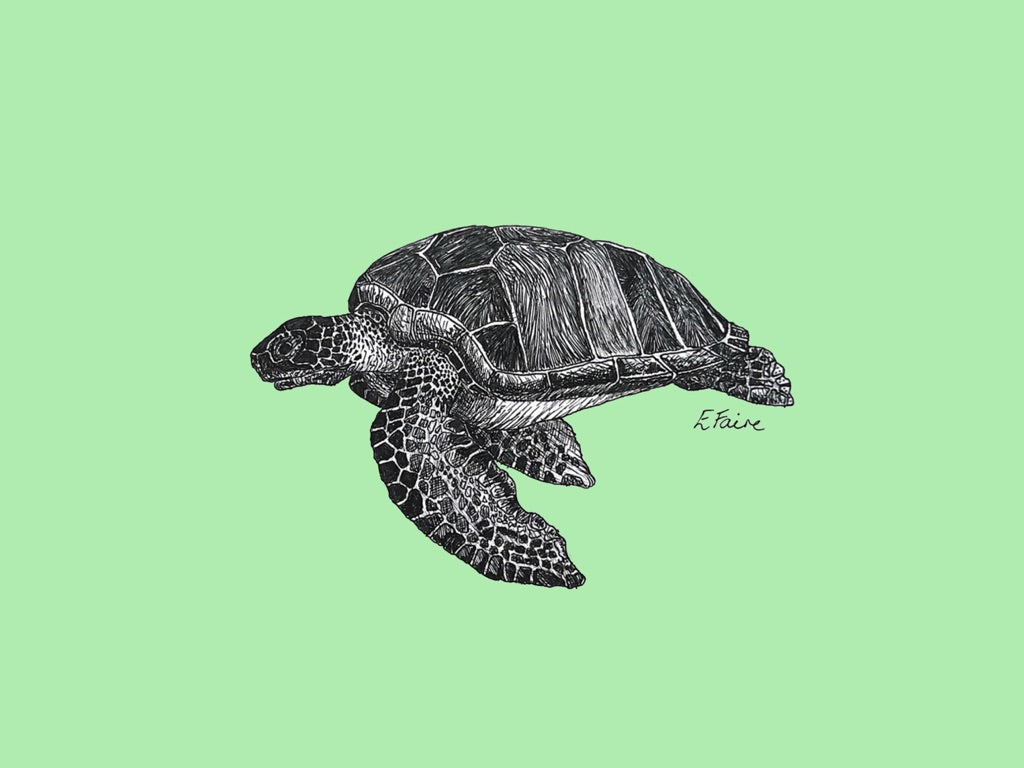 'Terry' Turtle Postcards - Neon