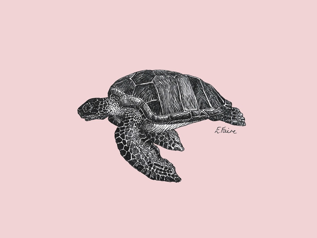 'Terry' Turtle Postcards - Pastel