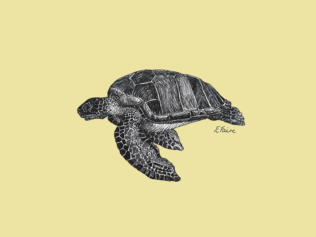'Terry' Turtle Postcards - Neon