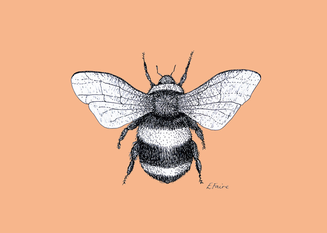 'Belinda' Bumblebee Postcards - Neon