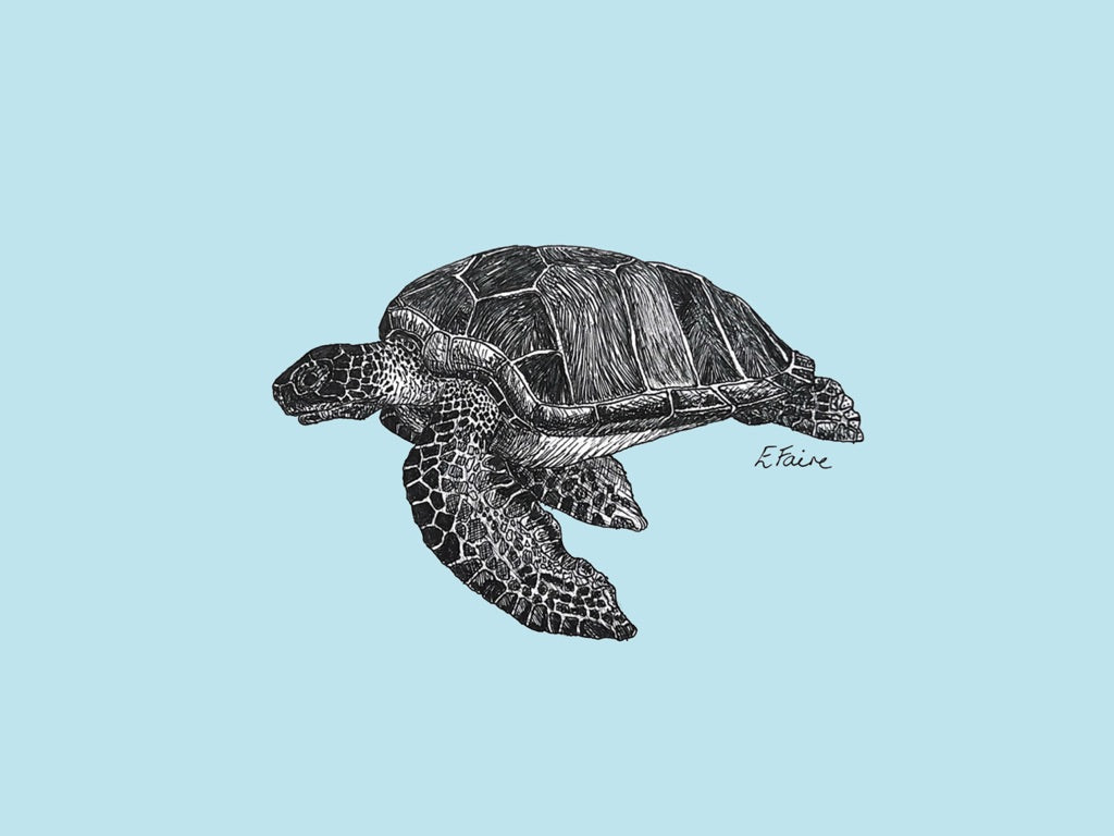 'Terry' Turtle Postcards - Pastel