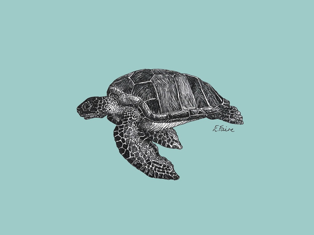 'Terry' Turtle Postcards - Pastel