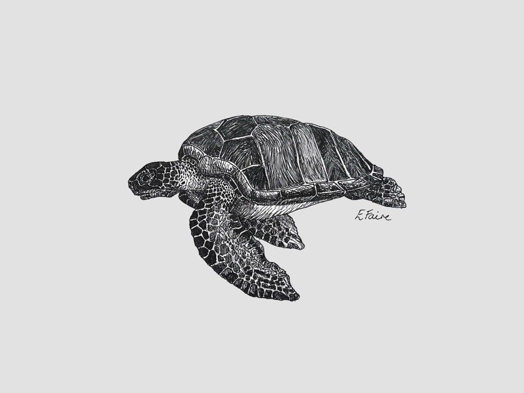 'Terry' Turtle Postcards - Pastel