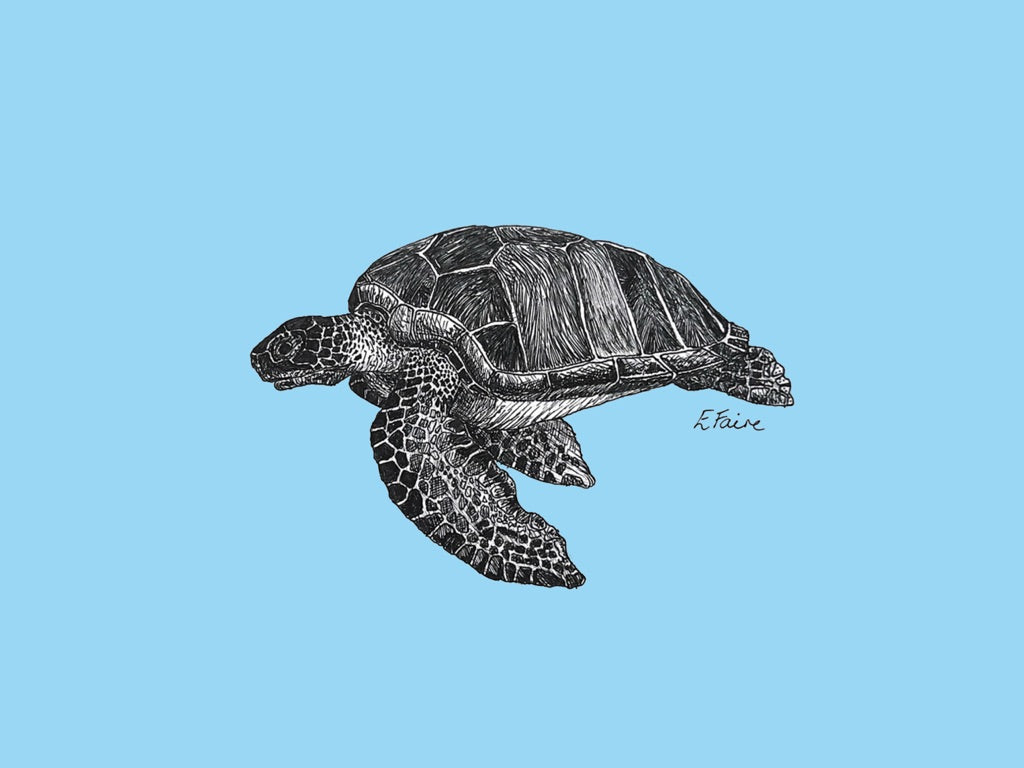 'Terry' Turtle Postcards - Neon