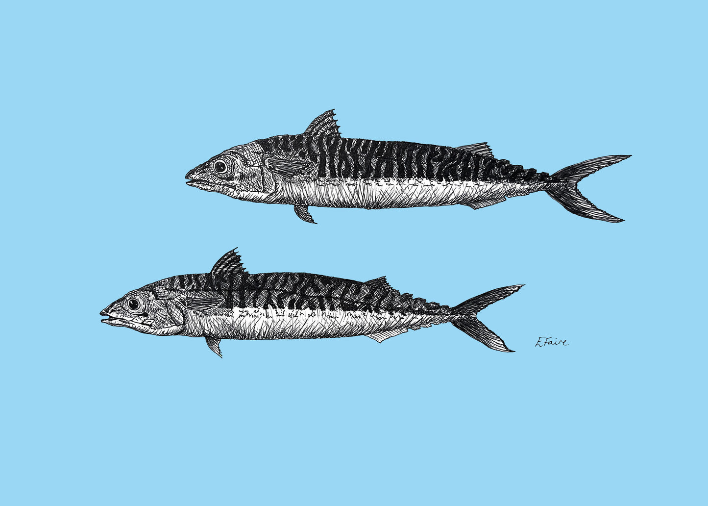 'Mills & Maverick' Mackerel Postcards - Neon