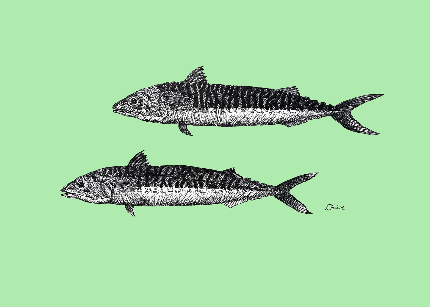 'Mills & Maverick' Mackerel Postcards - Neon