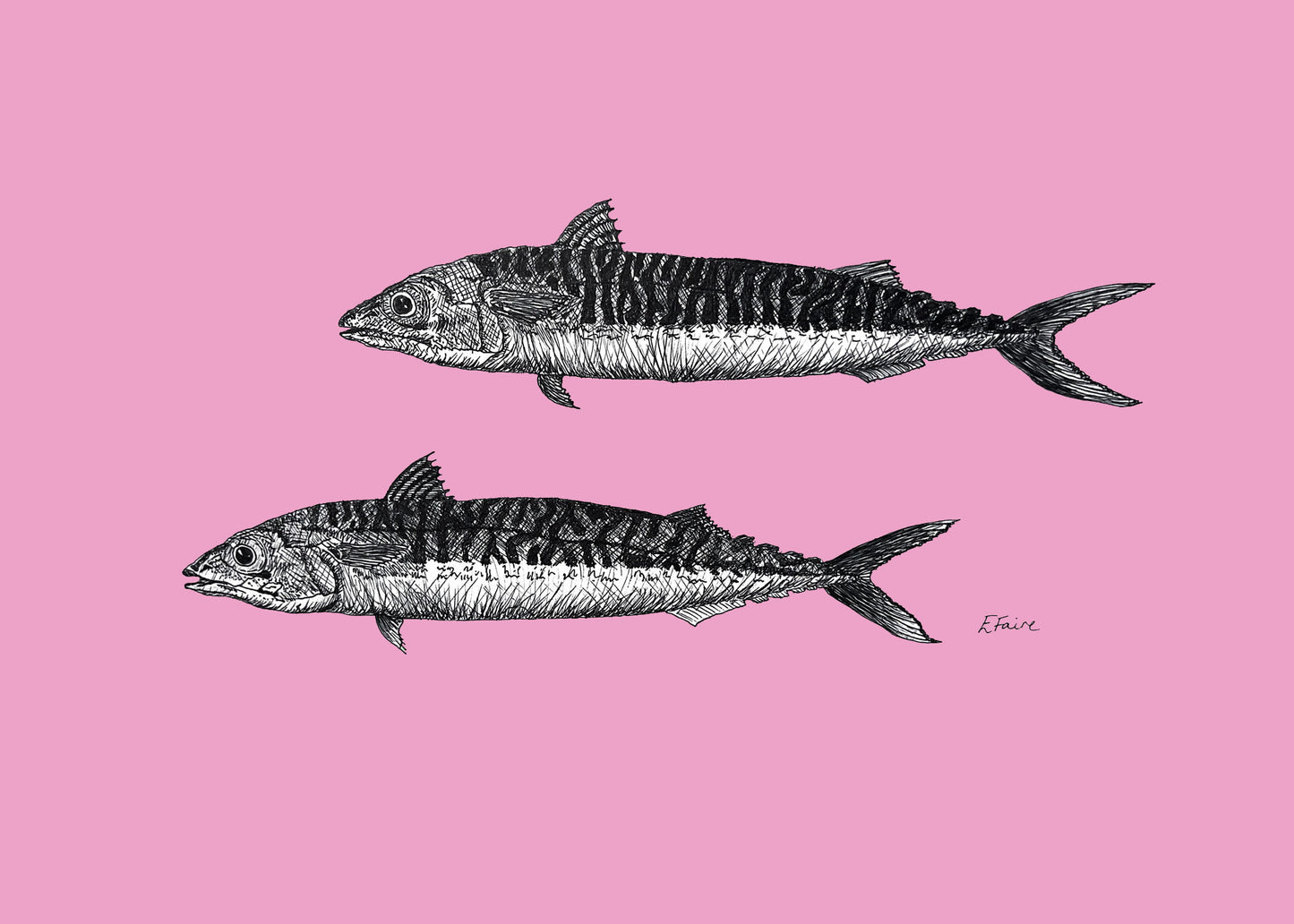 'Mills & Maverick' Mackerel Postcards - Neon