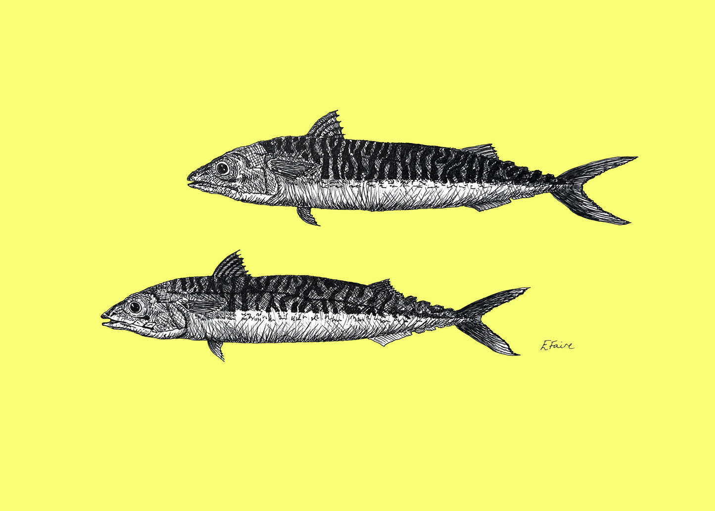 'Mills & Maverick' Mackerel Postcards - Neon