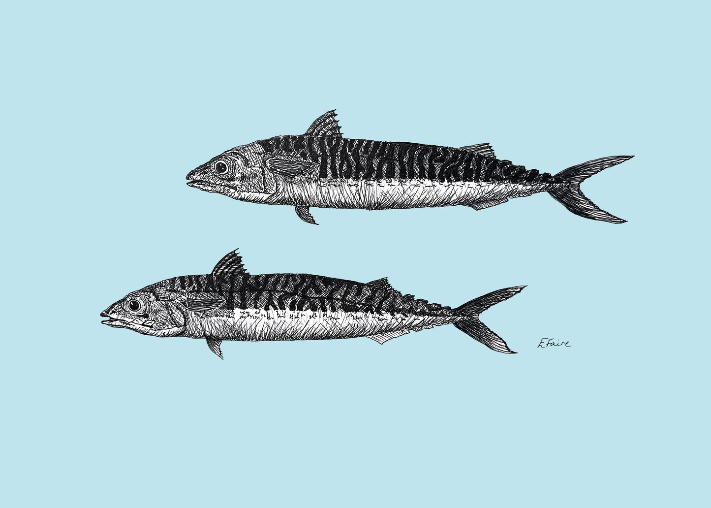 'Mills & Maverick' Mackerel Postcards - Pastel