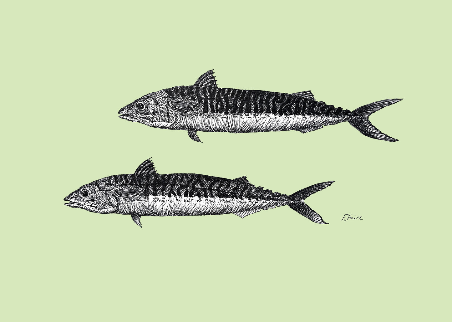 'Mills & Maverick' Mackerel Postcards - Pastel