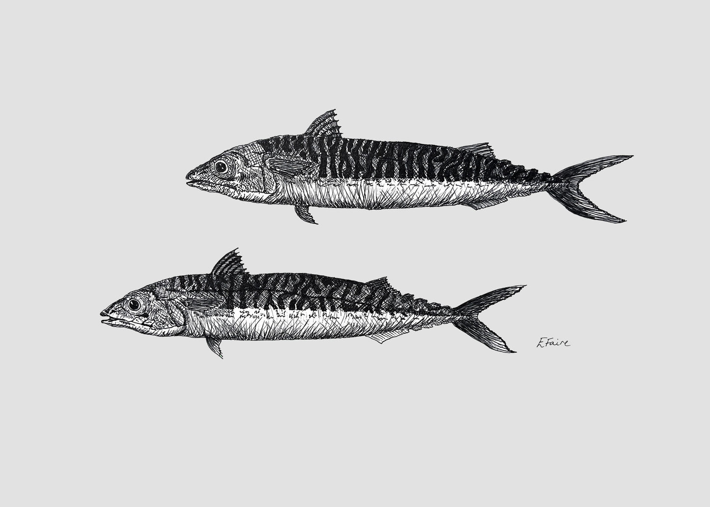 'Mills & Maverick' Mackerel Postcards - Pastel