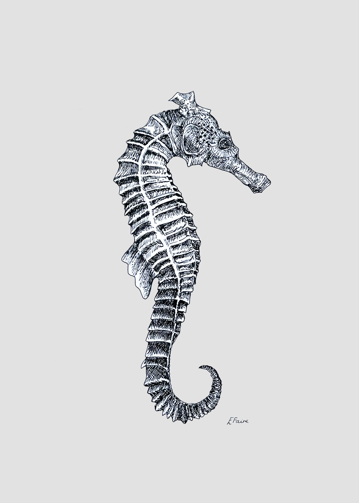 'Sebastian' Seahorse Postcards - Pastel